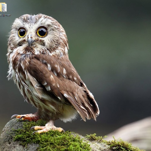 ایمان امیدواری